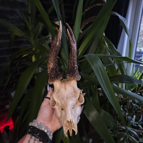 Beautiful deer skull - beautiful, real