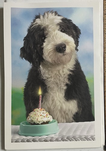 Old english sheepdog puppy - old,