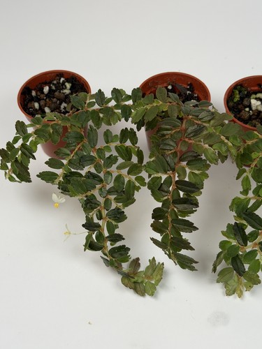 Begonia foliosa houseplant - begonia,