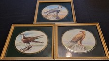 Set of 3 Framed Vintage Bird