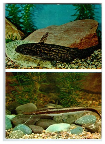 Vintage aquarium postcard - vintage,