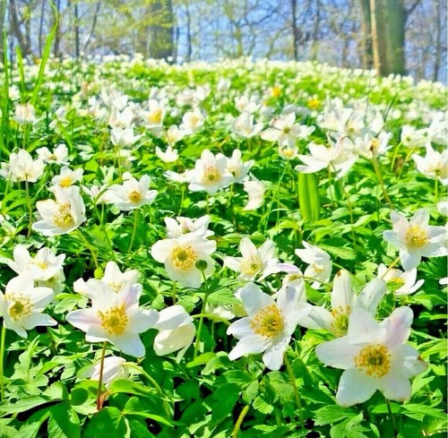 English wood anemone - wood,