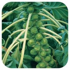 Brussels Sprout F1 'Trafalgar'
