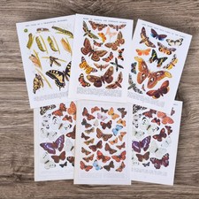 Original Vintage Moths and