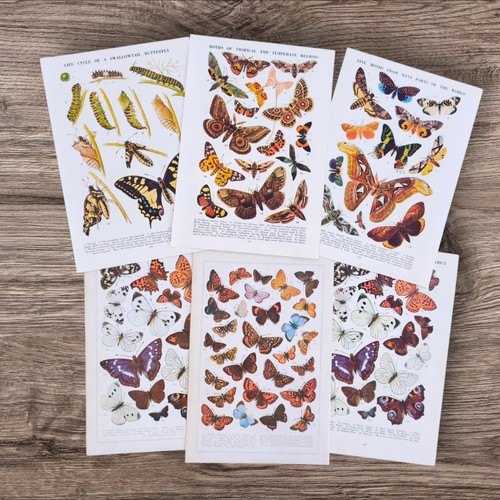 Vintage 1950s moths and - vintage,
