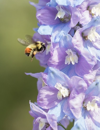 Delphinium seeds huge - seeds,