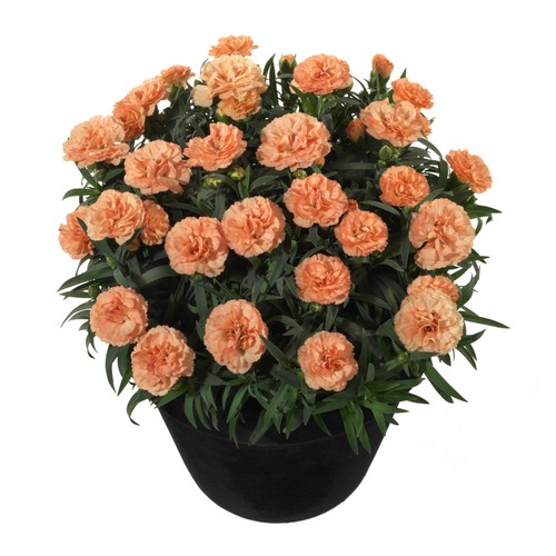 Carnation sunflor luigi - luigi, dwarf