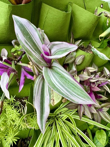 Live rare tradescantia - rare,