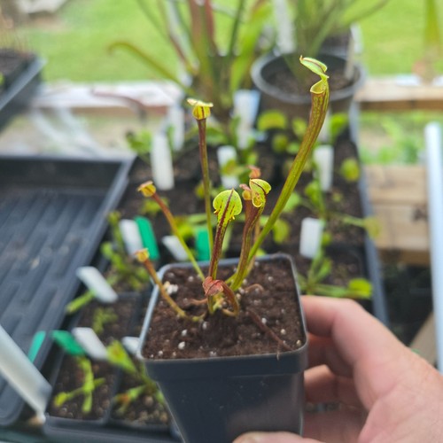Sarracenia flava var