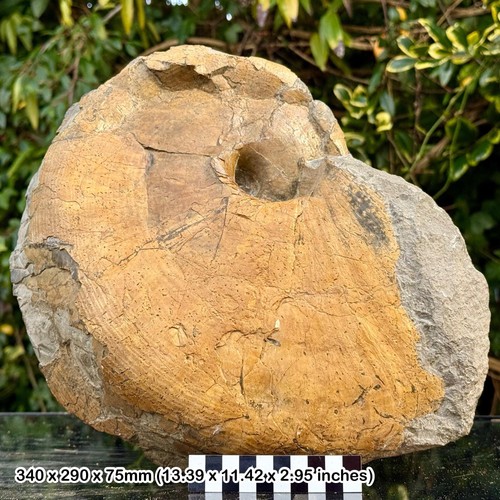 Rare fossil nautilus - 13", –