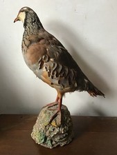 Vintage Antique French Taxidermy Red Legged Partridge (Alectoris rufa) Mounted