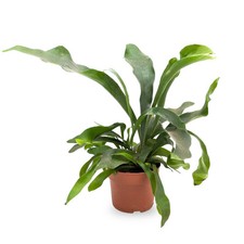Platycerium bifurcatum -