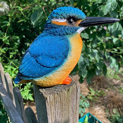 Large kingfisher bird - large, garden