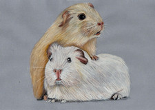 Original drawn Artwork parchment craft picture 2 Adorable Guinea pigs great Gift