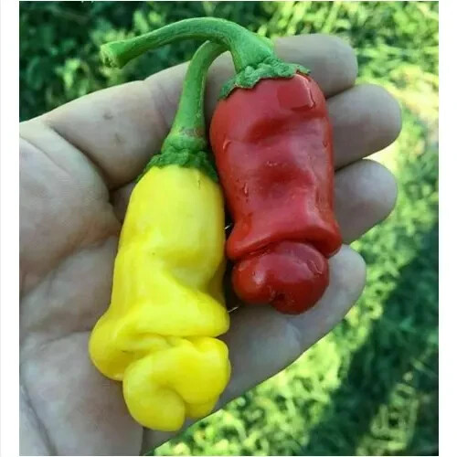 Peter pepper yellow red - peter,