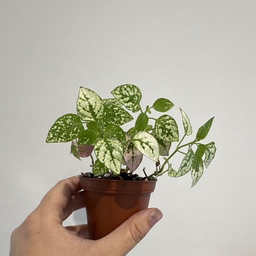 Polka dot plant hypoestes - dot,