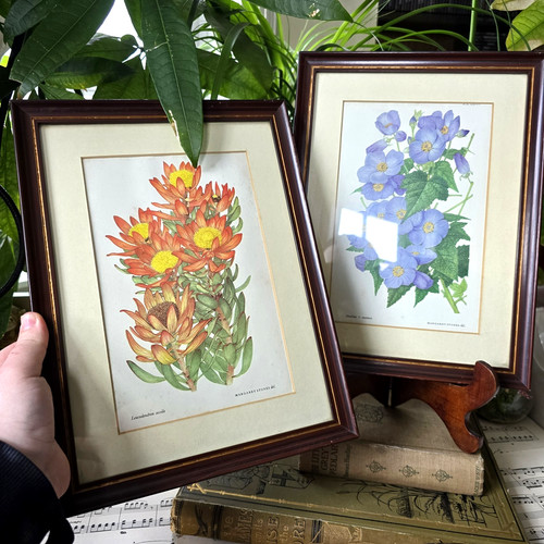 Vintage botanical prints - vintage,