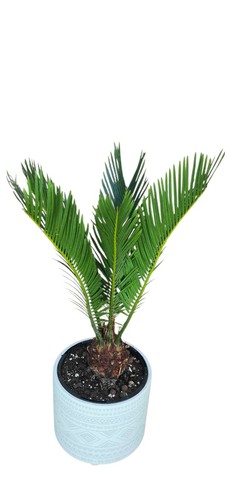 Sago palm - sago,