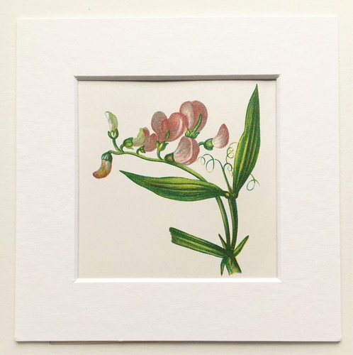 Everlasting pea mounted - everlasting,