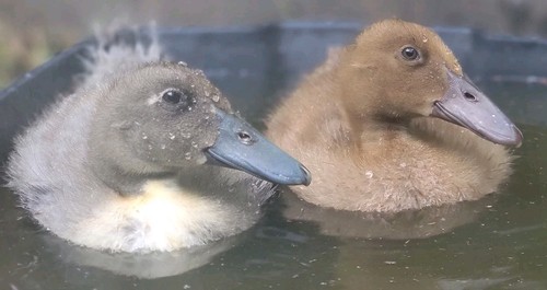 Fertile duck hatching eggs - duck,