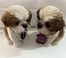 Pair Of Shih Tzu Puppies In