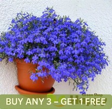 LOBELIA - EMPEROR WILLIAM -
