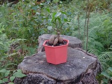Ficus microcarpa 'Ginseng' Houseplant/Beginner Bonsai & Easy Care Guide Online!