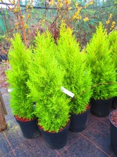 Cupresusus wilma - lemon