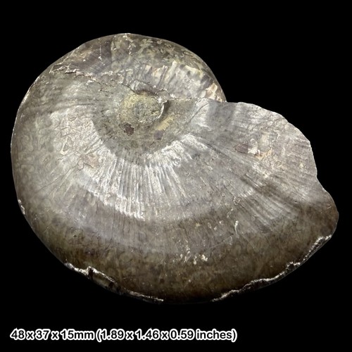Phylloceras ammonite fossil - phylloceras,