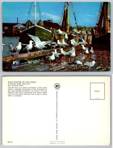 New england coast - coast, gulls