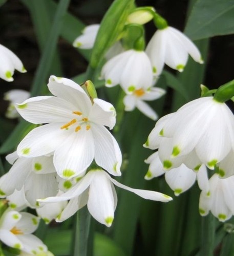 Leucojum 50cm multiplier early