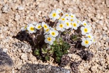 Androsace Carnea,  Rock