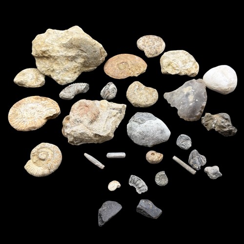1kg british fossil mix - british, 27