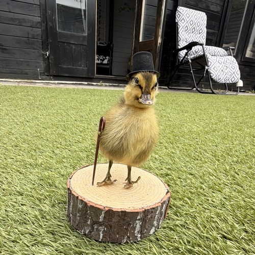 The gent taxidermy - “the,