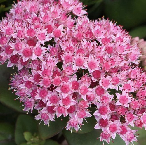 Sedum matrona 9cm pot - x,