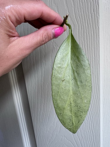 Hoya nicholsoniae new guinea - hoya,