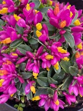Polygala Plant Alpine