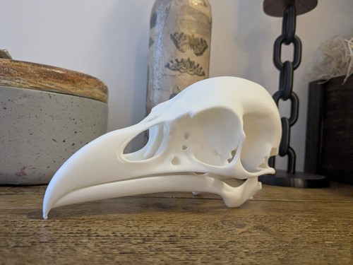 Raven skull printed - 3d, |