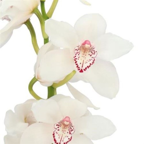 Farm fresh orchid cymbidium - fresh, orchid/cymbidium