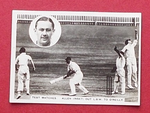 Cricket ardath - ,