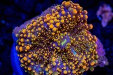 🪸🍄Ricordea Yuma🍄🪸