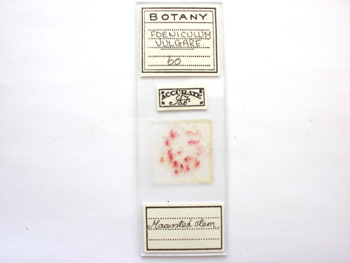 Antique microscope slide - ,