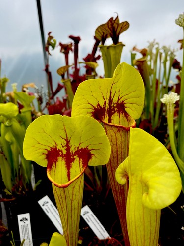 Sarracenia flava maxima - flava,