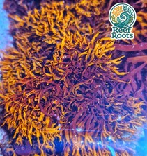 Marine macro algae, Halymenia