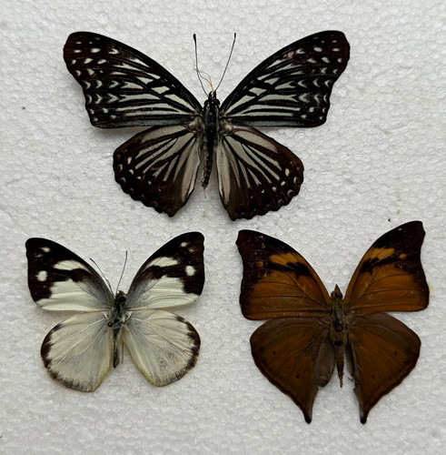 Entomology butterfly specimen - entomology,