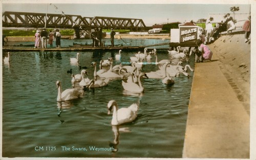Weymouth dorset swans boats - weymouth,