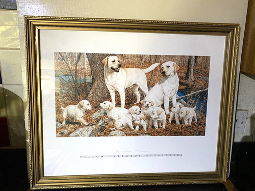 Golden labrador retriever dog - retriever,