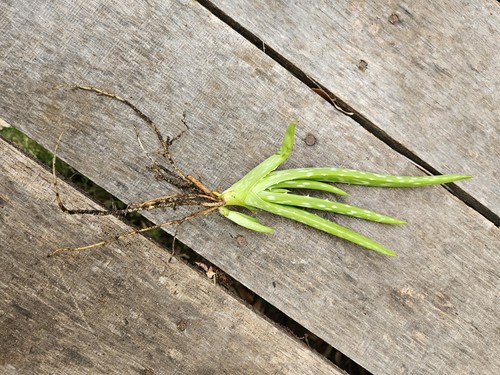 Live aloe vera plants - aloe,