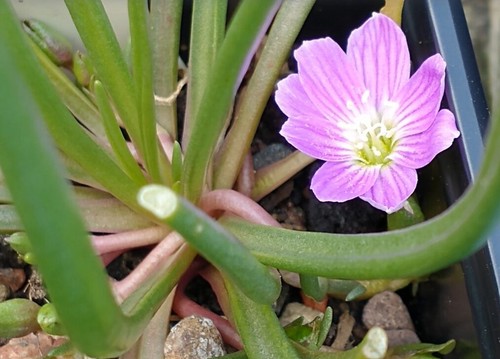 Hardy succulent lewisia - hardy,