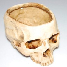 Resin artificial human skull - artificial,